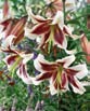 Lilium BEVERLY DREAM